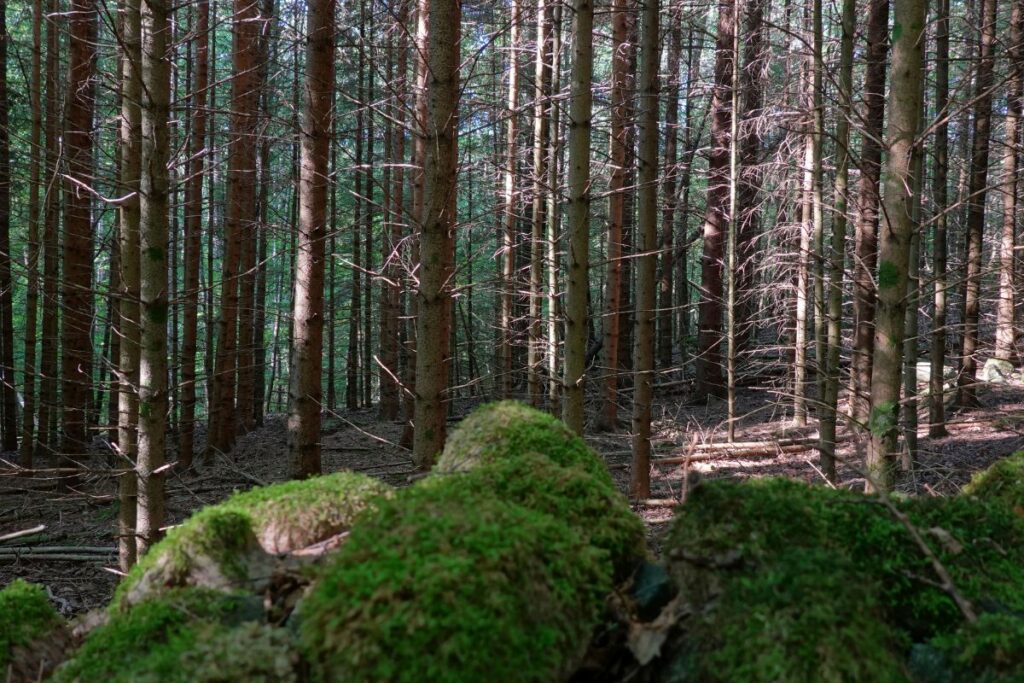 Skog