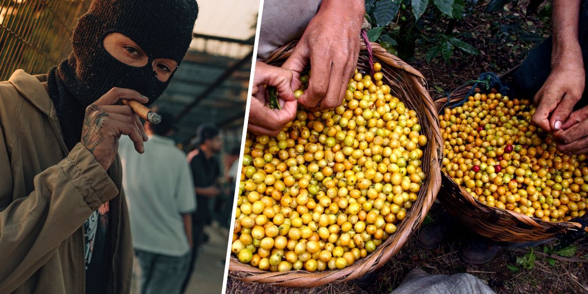 Miljonstölder av kaffe – drogkartellernas nya guldkalv