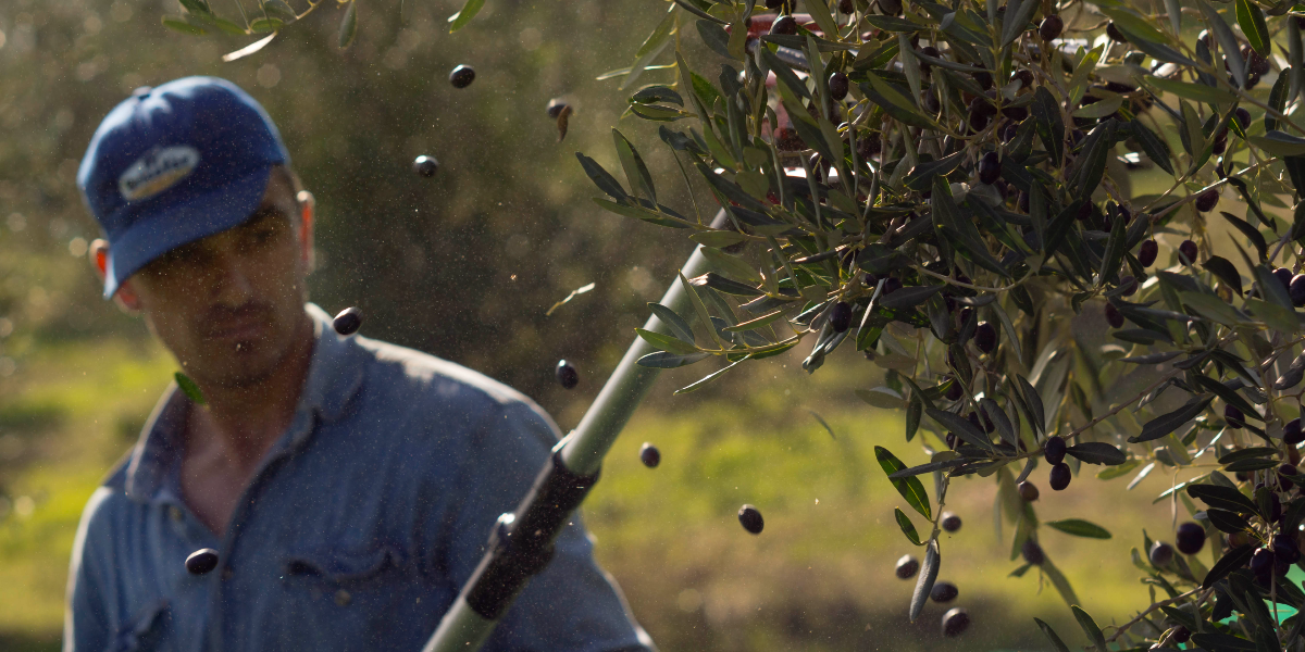 Äntligen: Priset på olivolja sjunker – efter jätteskörd