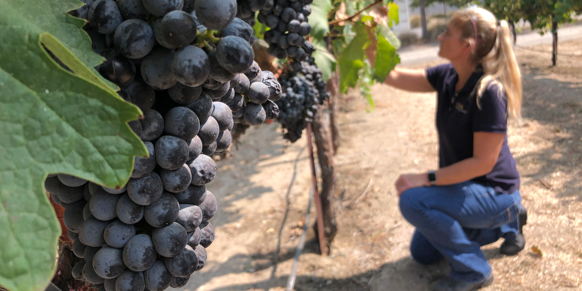 Amerikanska vingårdar straffas hårt av Kanada