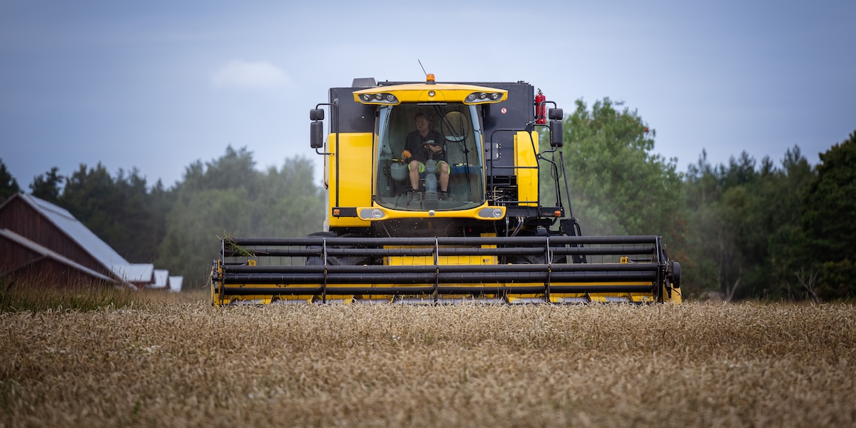 Största spannmålsskörden sedan 1984