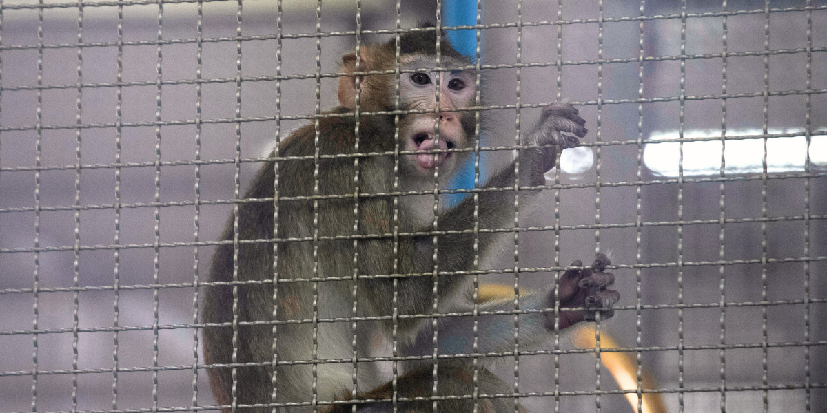 USA och Storbritannien minskar djurförsök – Sverige ökar