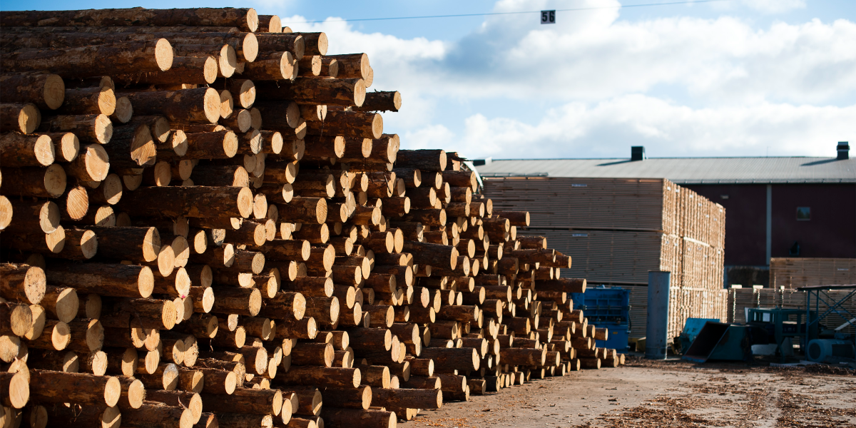 Skogsbolagen famlar i mörker: ”Ingen vändning”
